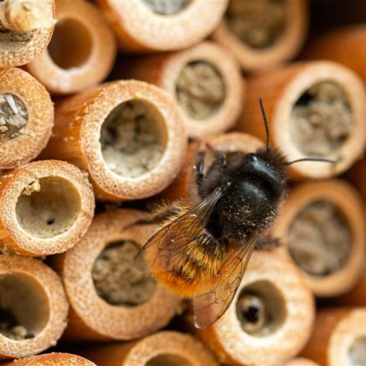 Family Bee Hotel Building