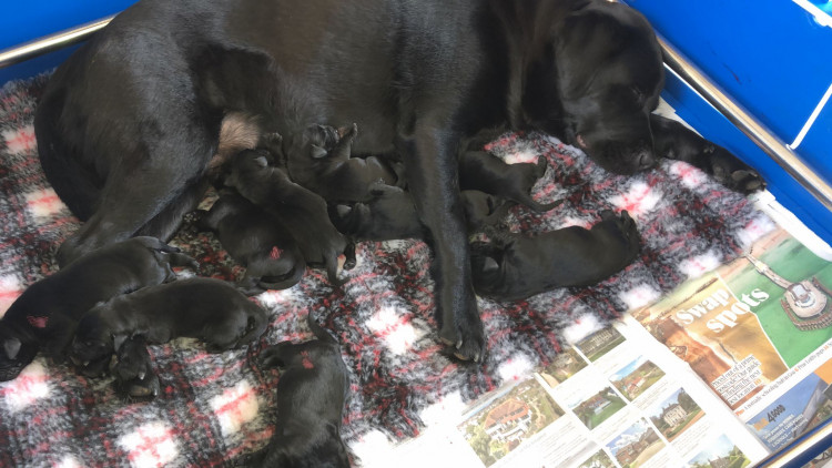 Guide dog Shiraz has had nine beautiful puppies, with the hopes of them following in their mum's footsteps (or paw-steps) (Photo: Susan Smith)