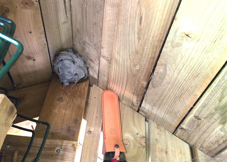 Oakham Pest Control share what to do and not to do with wasp nests this summer (Photo: Oakham Pest Control)