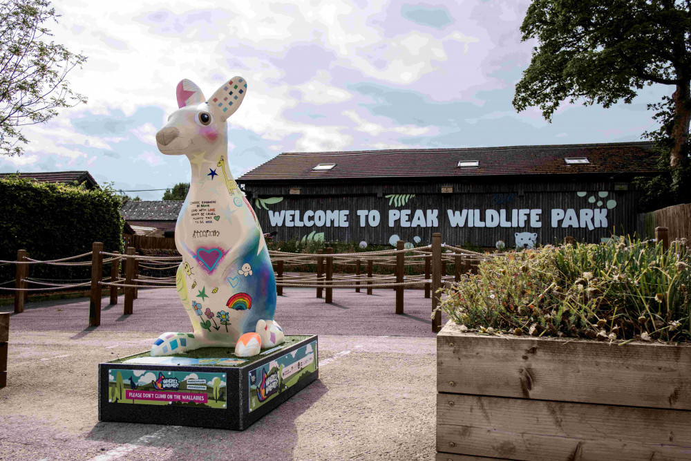 A wallaby sculpture trail is starting in North Staffordshire this weekend.  (Jenny Harper)