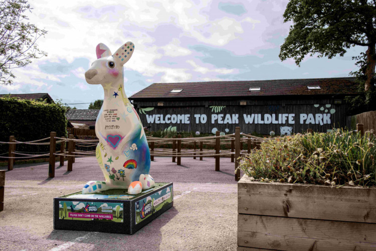 A wallaby sculpture trail is starting in North Staffordshire this weekend.  (Jenny Harper)