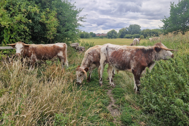 Longhorn cattle are specifically chosen to graze these sites due to their docile nature - via NHDC