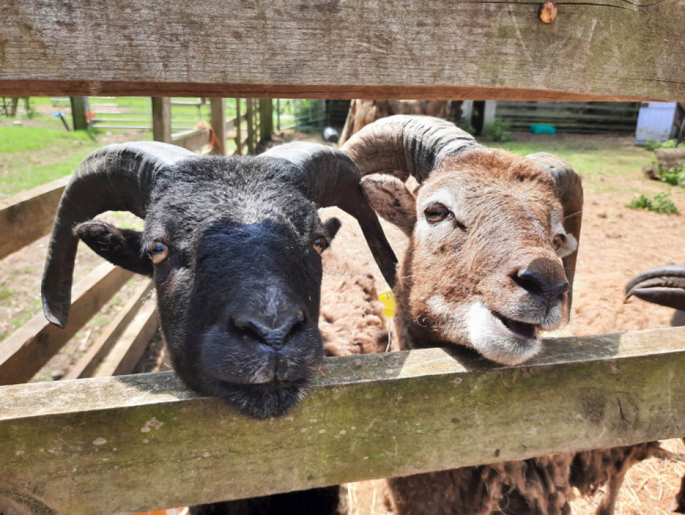 Rutland Farm Park has a busy schedule to keep families busy this Summer Holidays (Photo: Oakham Nub News) Rutland Farm Park has a busy schedule to keep families busy this Summer Holidays (Photo: Oakham Nub News)