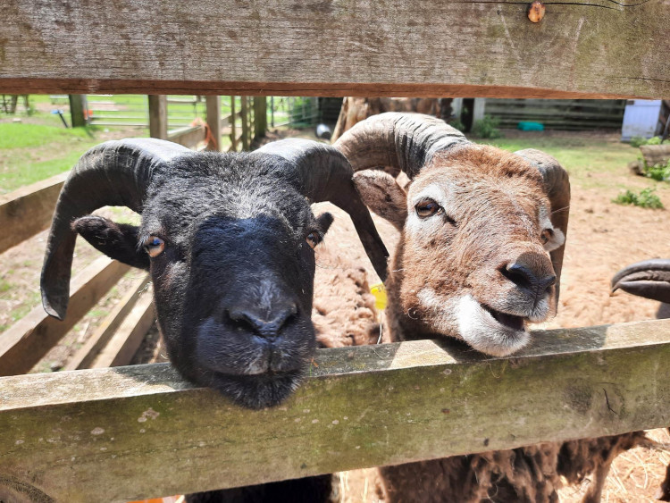 Rutland Farm Park has a busy schedule to keep families busy this Summer Holidays (Photo: Oakham Nub News)