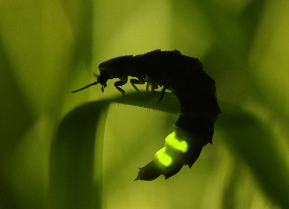 Eighty-six female glow-worms have been found at Ketton Quarry in Rutland, marking a new record for the area (Photo: Tim Sexton) Eighty-six female glow-worms have been found at Ketton Quarry in Rutland, marking a new record for the area (Photo: Tim Sexton)
