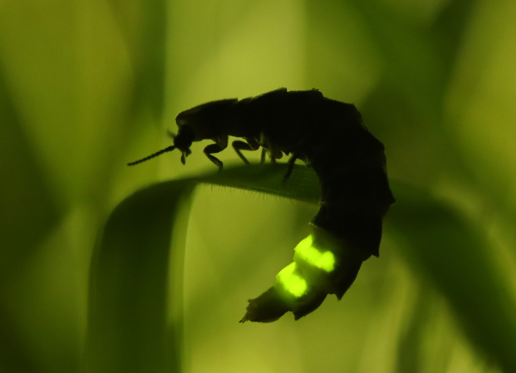 Eighty-six female glow-worms have been found at Ketton Quarry in Rutland, marking a new record for the area (Photo: Tim Sexton)