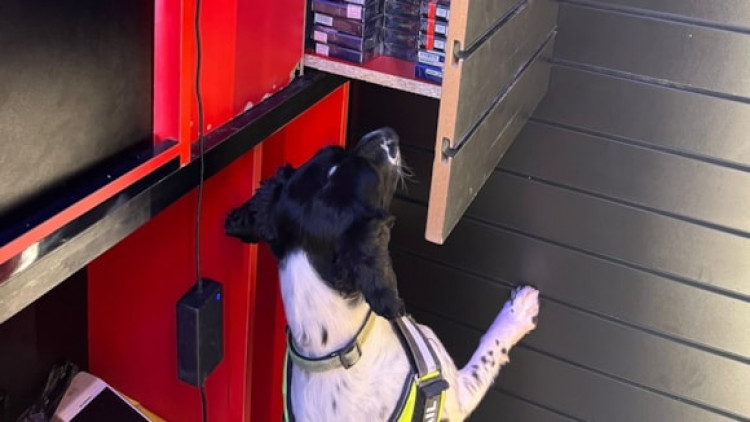 a specialist detection dog