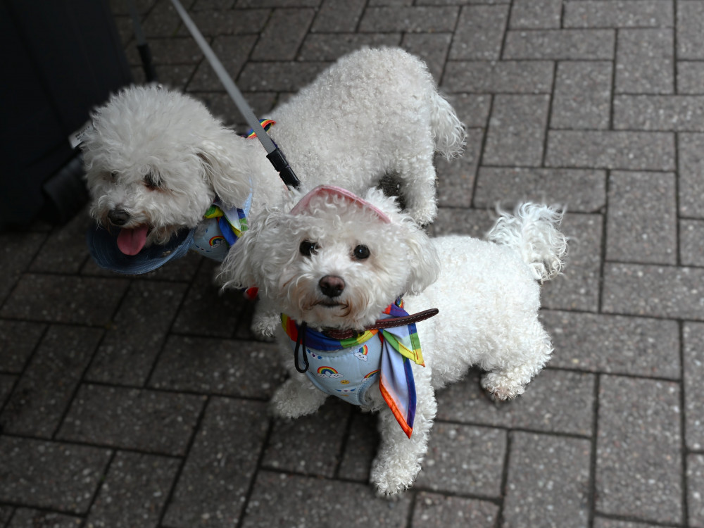 Congleton Pride 2025 (Credit: Pauline Felstead) Congleton Pride 2025 (Credit: Pauline Felstead)