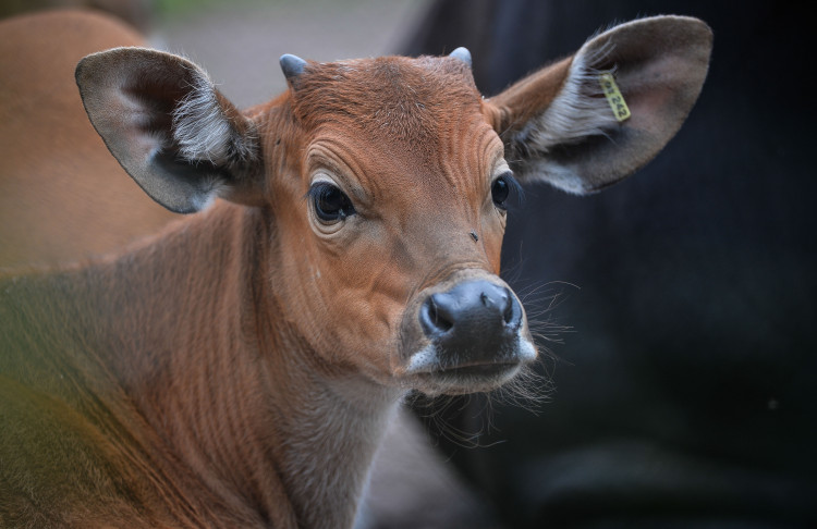 Conservationists at Chester Zoo are hoping to raise the profile of these three key Indonesian animals (Image via: Chester Zoo)