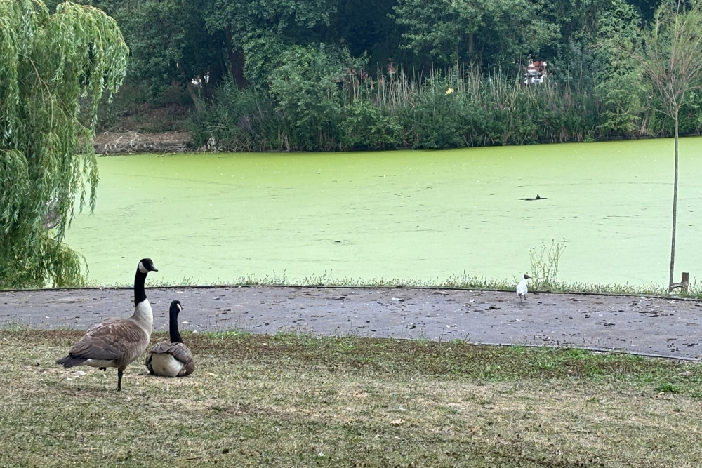 'Harmful' algae has been detected at a Stoke-on-Trent park. (Nub News) 'Harmful' algae has been detected at a Stoke-on-Trent park. (Nub News)