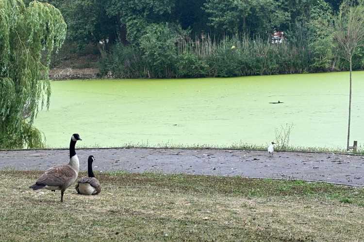 'Harmful' algae has been detected at a Stoke-on-Trent park. (Nub News)