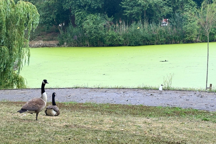 Parts of the lake at Hanley Park are now completely green. (Nub News)