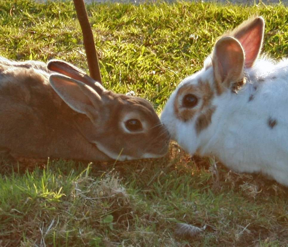 Ferne Animal Sanctuary Summer of Fun Ferne Animal Sanctuary Summer of Fun