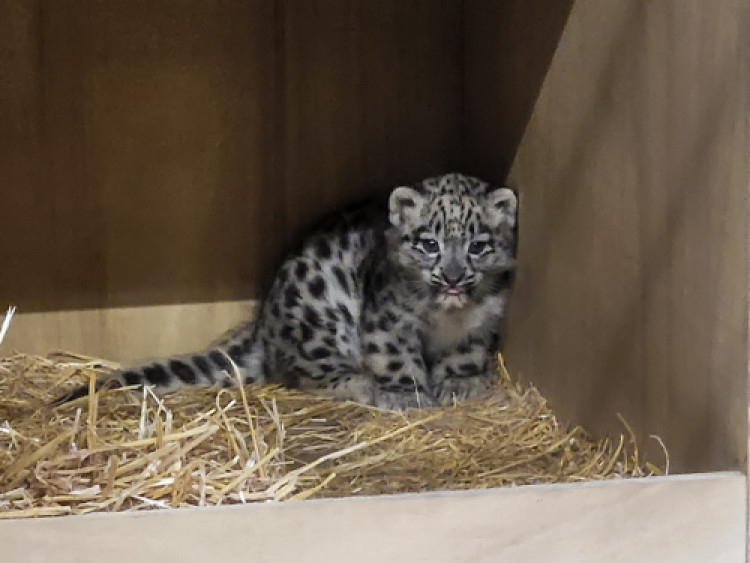 Mum and cub have been tucked away in a quiet den (Image via: Chester Zoo)