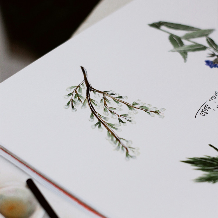 Watercolour & Drawing Workshops with Monty Cholmeley