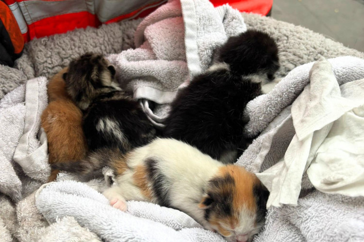 Five kittens and two cats were rescued from a house fire in Stoke. (SFARS)