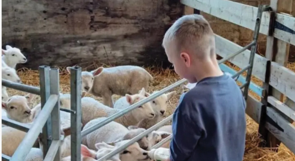 Michael at the petting farm. Michael at the petting farm.