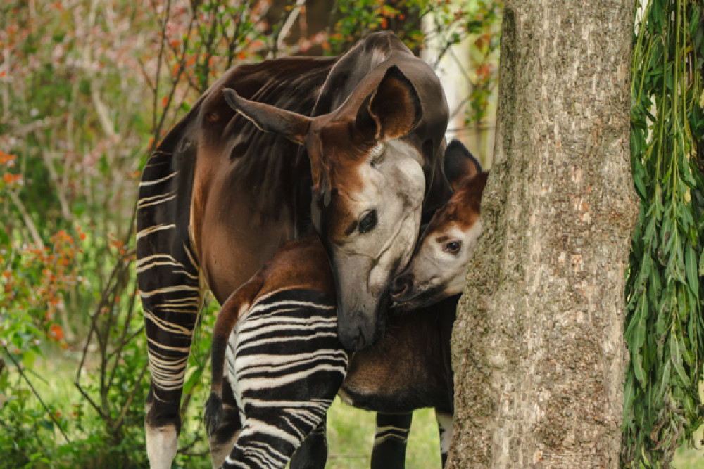 The calf was born to mum Ada and dad Stomp (Image via: Chester Zoo) The calf was born to mum Ada and dad Stomp (Image via: Chester Zoo)