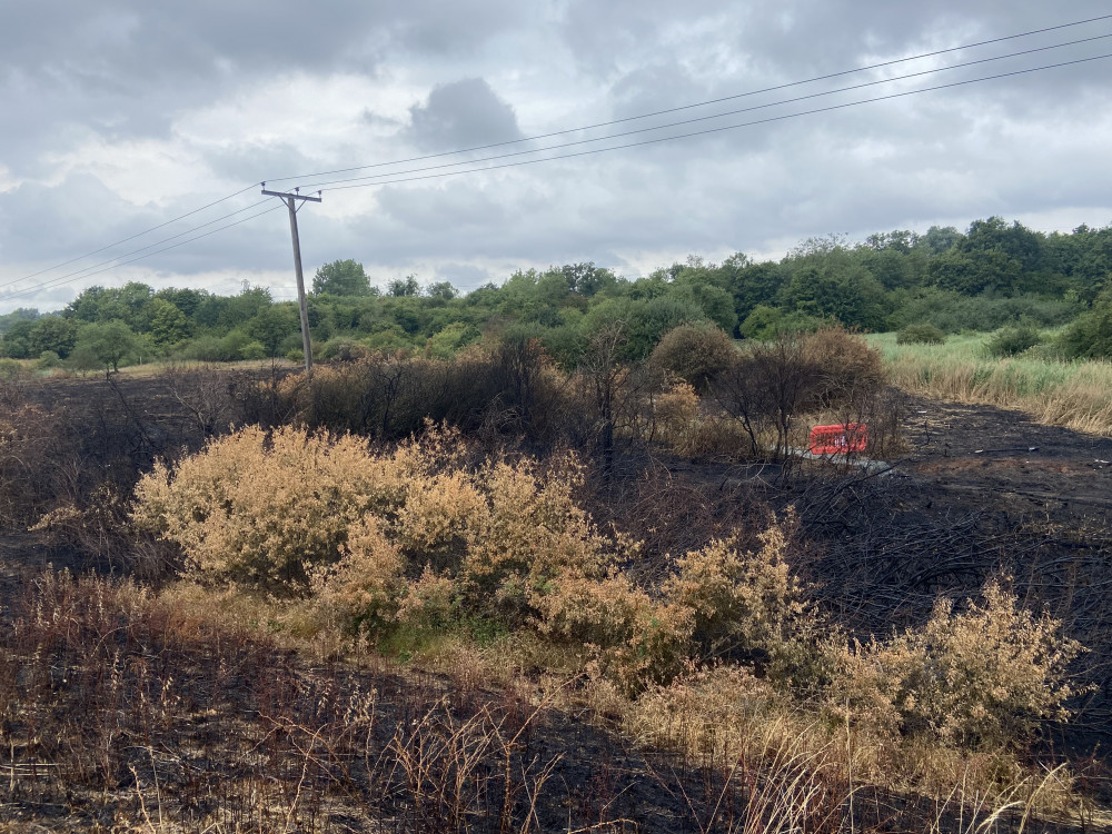 Once a haven filled with wildlife, the meadow is now carpeted in ash. (Credit: Chloe Brewster)