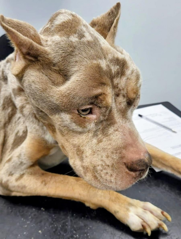 Phillip David Walsh's male bull-breed dog 'Duke' was euthanised to prevent further suffering (RSPCA).