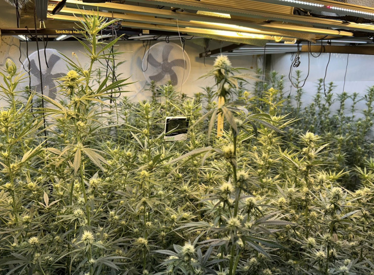 A man has be sentenced to 18 months for cannabis production in South Leamington (image via Leamington Police)