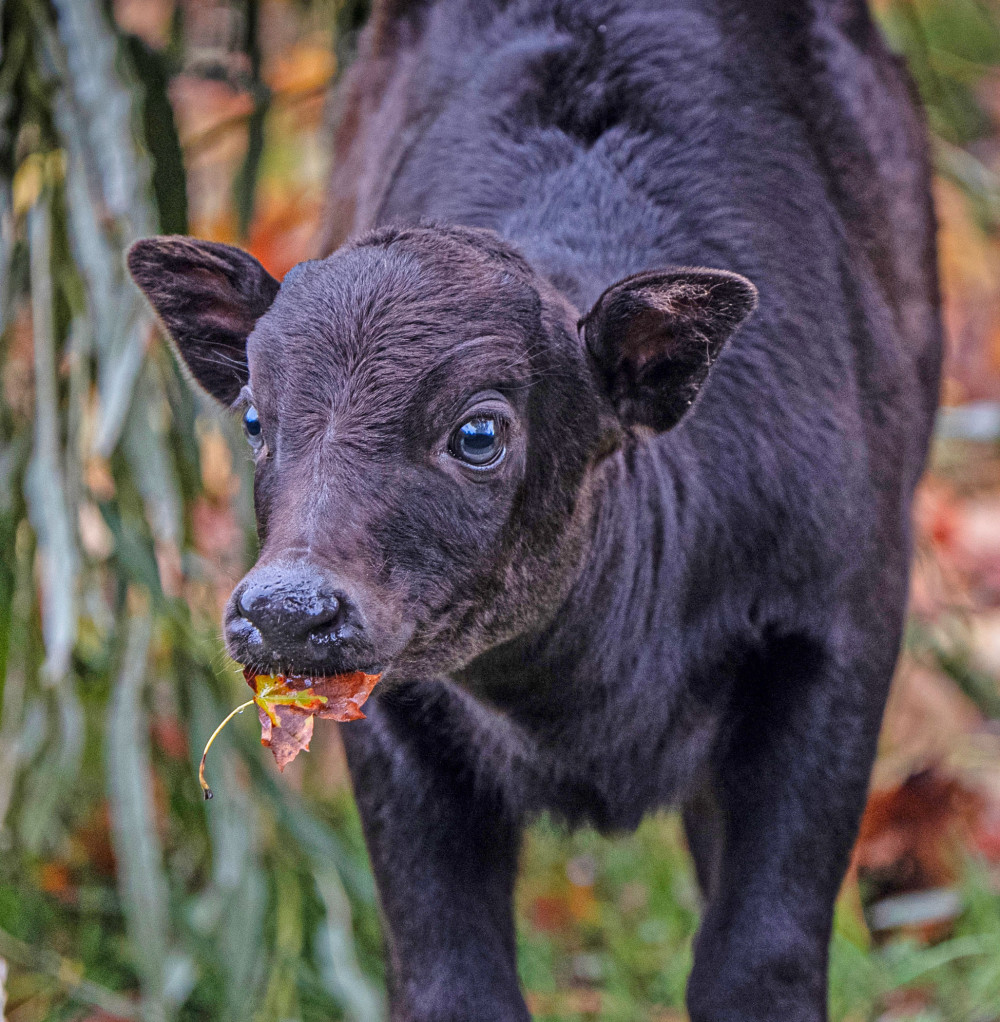 Kasimbar the calf at Chester Zoo is among one of only a handful of anoa born outside their shrinking Indonesia habitats (Image via: Chester Zoo)