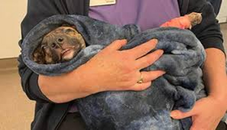 The RSPCA has launched a summer campaign to stop animal cruelty. (Photo: RSPCA)r 