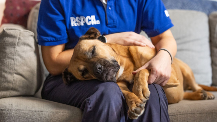 The RSPCA has launched a summer campaign to stop animal cruelty. (Photo: RSPCA)r 