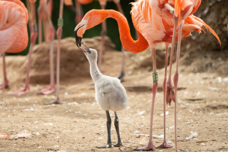 The species is monogamous and typically raises only one chick per year (Image via: Chester Zoo)