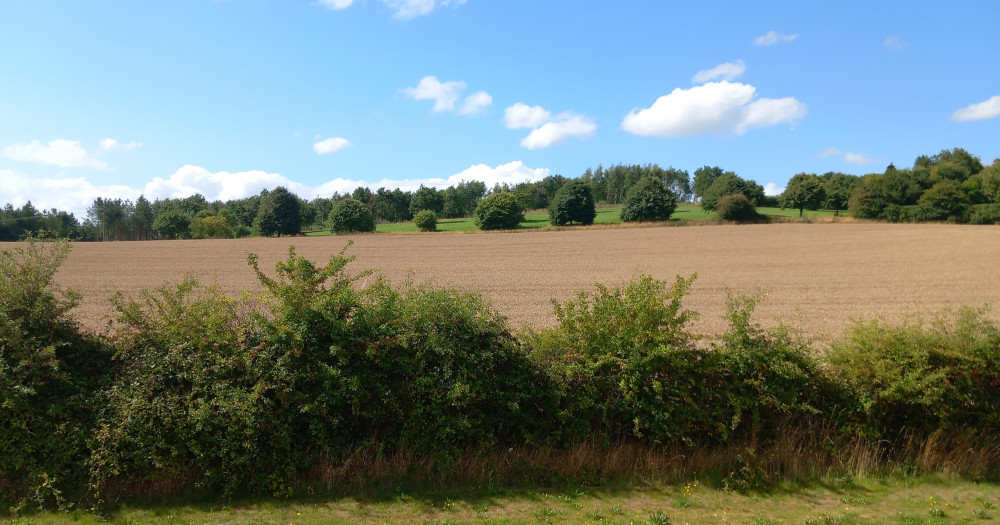 Photo of A27, Land South of Burton Road, nearly ready for its 2025 Harvest
