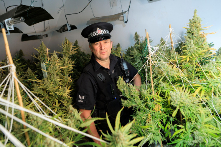 Officers from Greater Manchester Police uncovered a drug den in Brinnington which contained more than £87,000 in cannabis plants (Image - GMP)