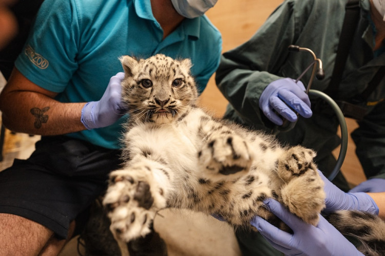  The snow leopard cub is the first of its kind to be ever born at Chester Zoo (Image via: Chester Zoo) 