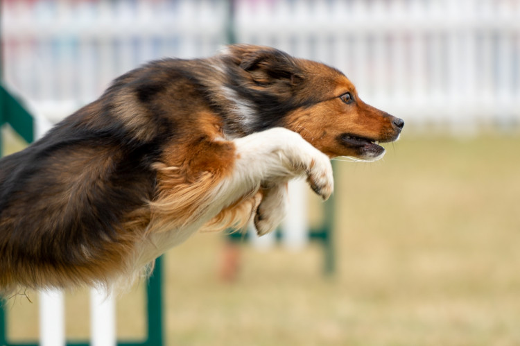 Over 2,500 dogs and handlers are competing across four days at Rutland County Showground (Photo: The Kennel Club)