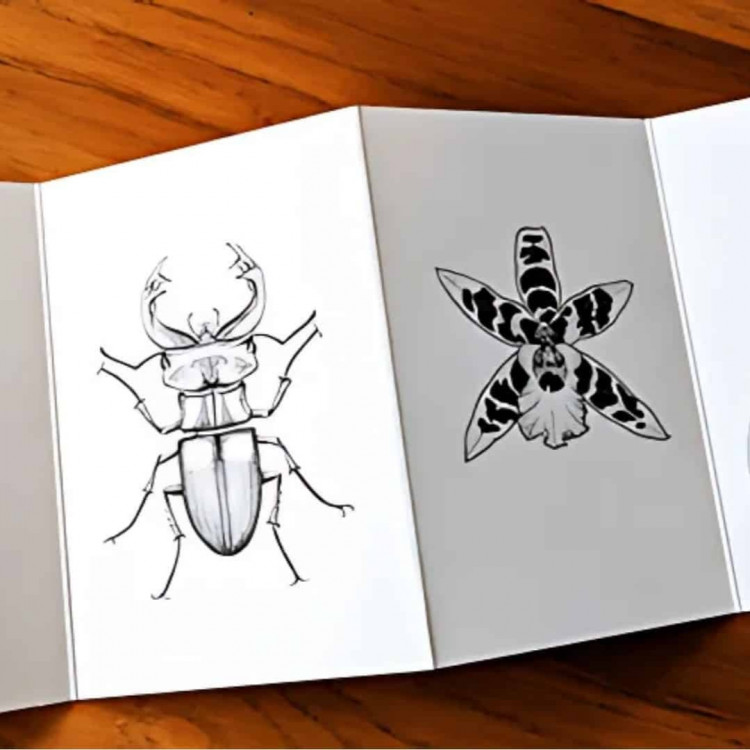 Drawing Nature in Pen and Ink course