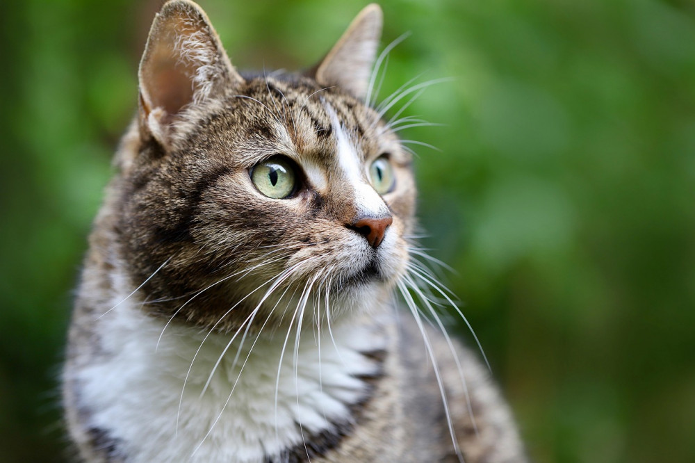 70 incidents of cats being attacked with airguns were reported to the RSPCA last year (Credit: Pixabay) 70 incidents of cats being attacked with airguns were reported to the RSPCA last year (Credit: Pixabay)