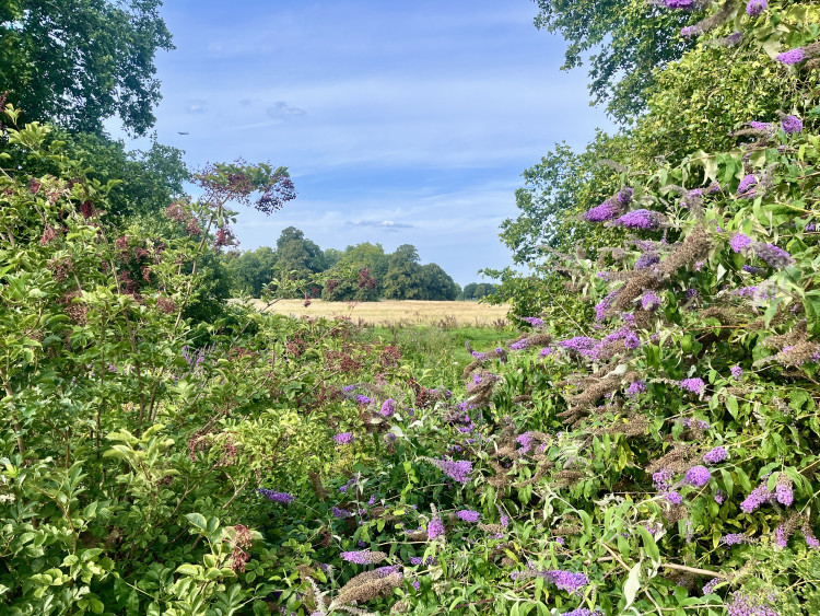 Richmond Council is consulting on plans to balance a vibrant programme of community events with the protection of the borough’s green spaces (credit: Cesar Medina).