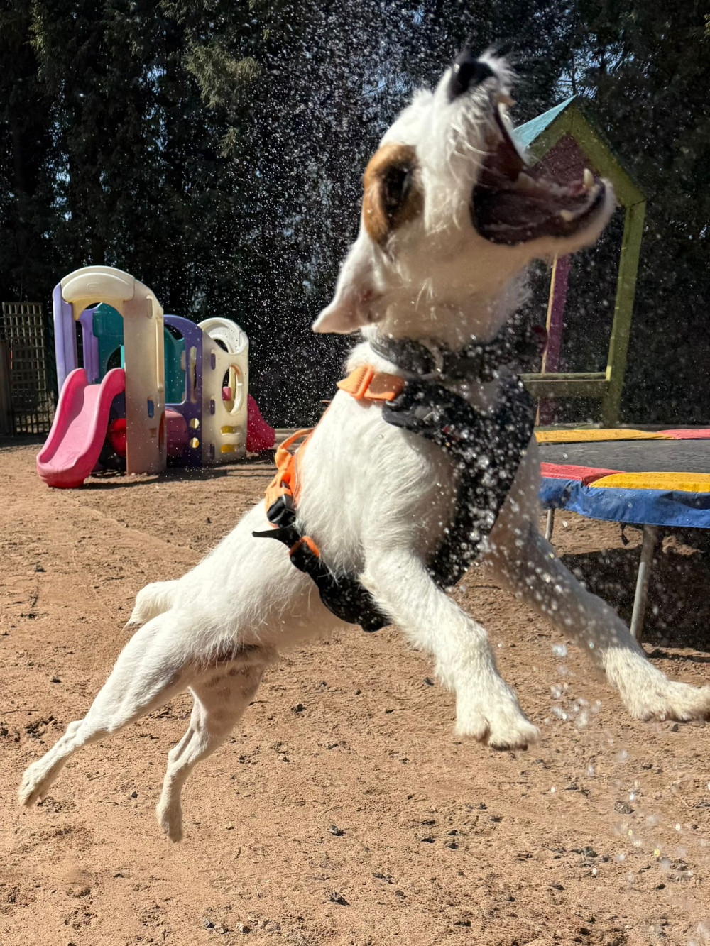 Dogtastic Open Day