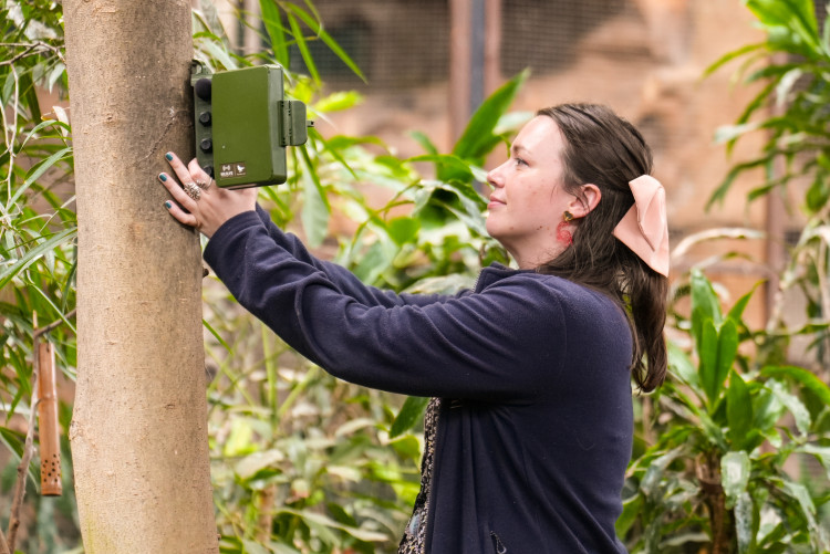 Birds may only produce a few dozen distinct sounds (Image via: The University of Manchester)