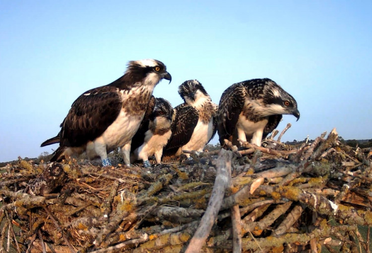 Rutland Osprey Project celebrates monumental milestone (Photo: ROP)