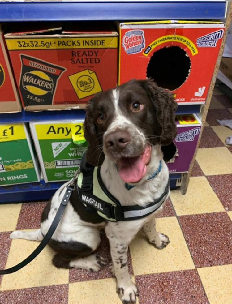 Billy the tobacco dog strikes again