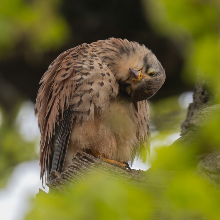 Richmond & Twickenham Photographic Society (credit: Mike Eaton). Richmond & Twickenham Photographic Society (credit: Mike Eaton).