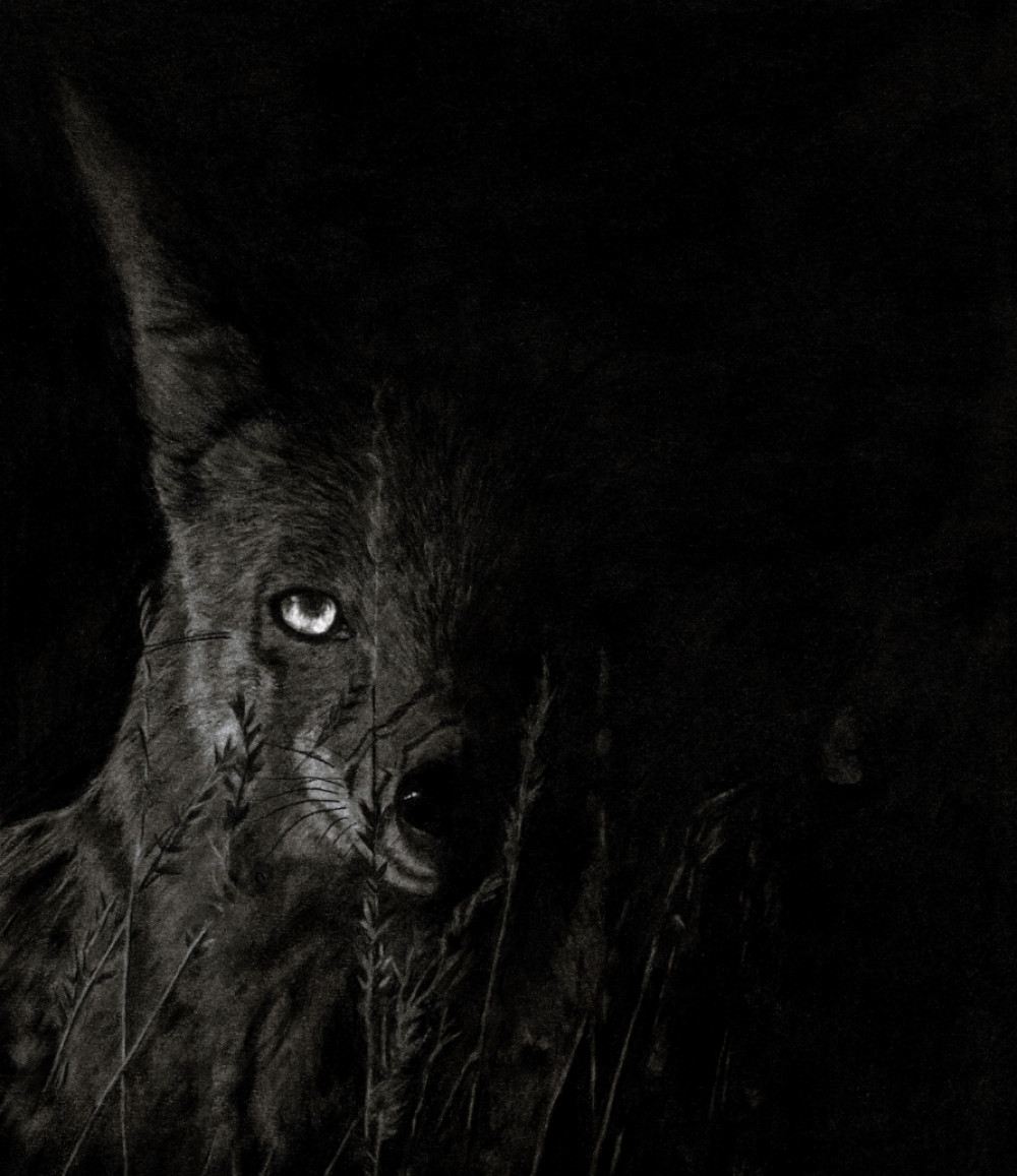 Watching - Charcoal on paper A3, of a Jackal. Finalist for the David Shepherd Wildlife Artist of the Year competition (image supplied) Watching - Charcoal on paper A3, of a Jackal. Finalist for the David Shepherd Wildlife Artist of the Year competition (image supplied)