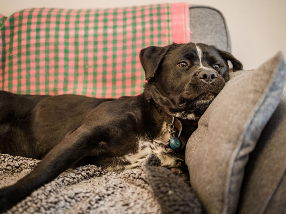 Dogs Trust needs more foster carers (image via Dogs Trust) Dogs Trust needs more foster carers (image via Dogs Trust)