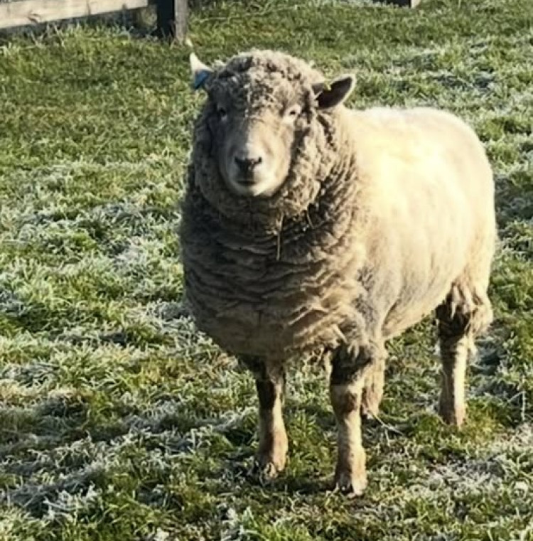 Martha the missing sheep, 