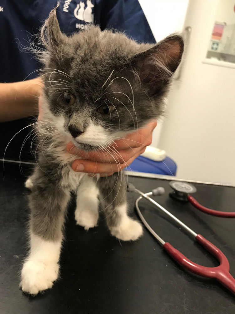 Animal beatings are sadly on the rise with one report of animal abuse made every 15 minutes. (Photo: RSPCA)