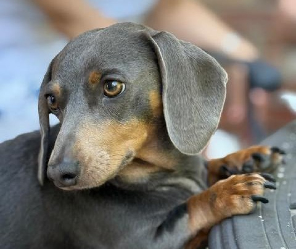 Coco the dachshund had to undergo surgery to remove a stuck grass seed (Credit: Wright and Morten) Coco the dachshund had to undergo surgery to remove a stuck grass seed (Credit: Wright and Morten)