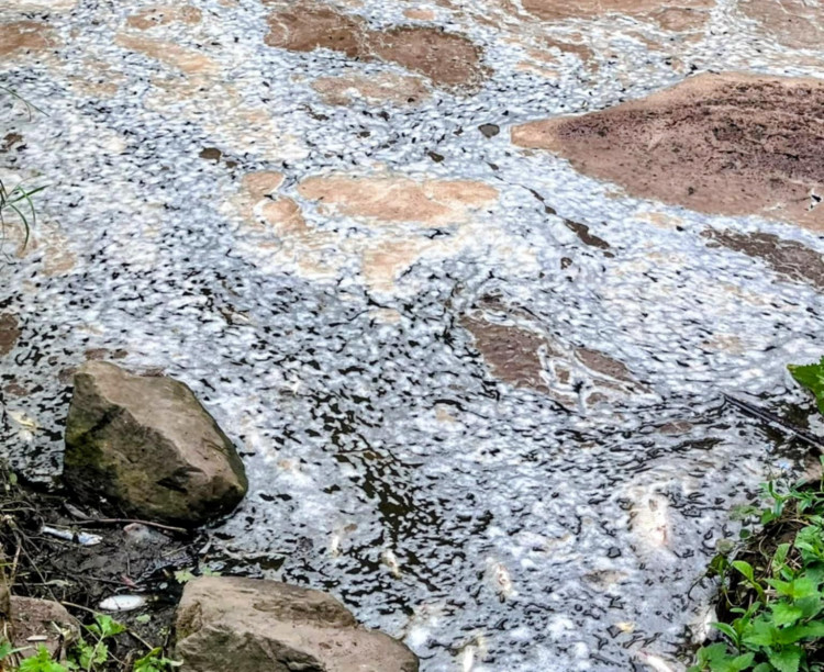 Thousands of fish have died in Nantwich's River Weaver following another "severe' pollution incident on Friday 22 August (Hilary Wymer Serif).