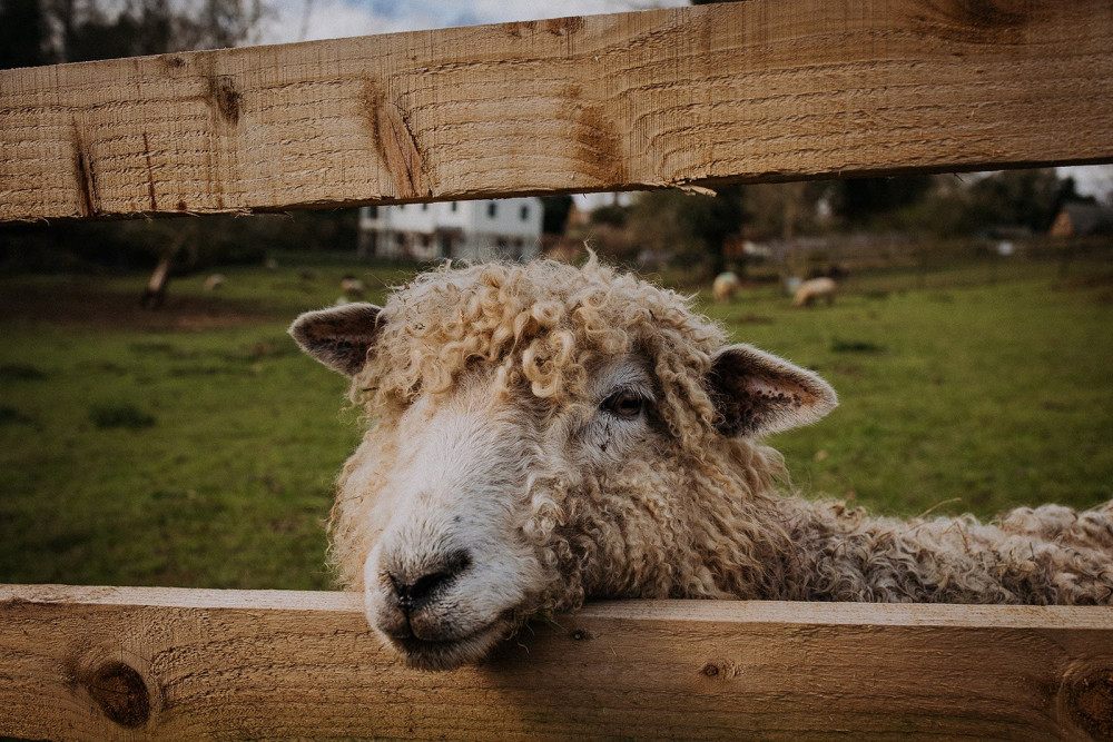 Rutland Farm Park are holding a special Teddy Bear Picnic this weekend (Photo: Rutland Farm Park) Rutland Farm Park are holding a special Teddy Bear Picnic this weekend (Photo: Rutland Farm Park)