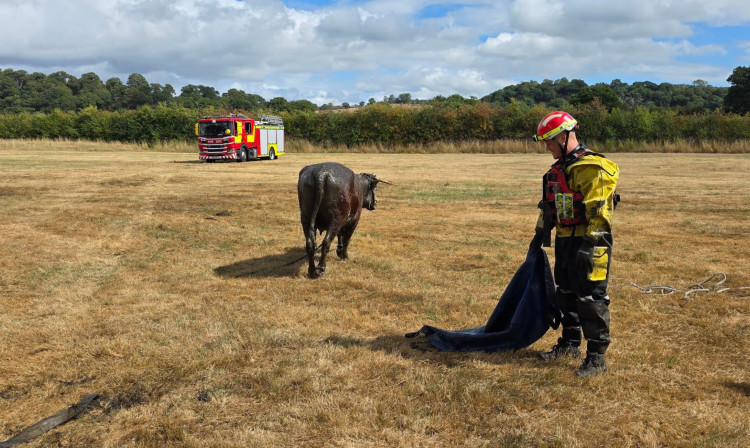 Firefighters successfully rescued the cow and moved it to dry land (Image via: Cheshire Fire and Rescue Service)