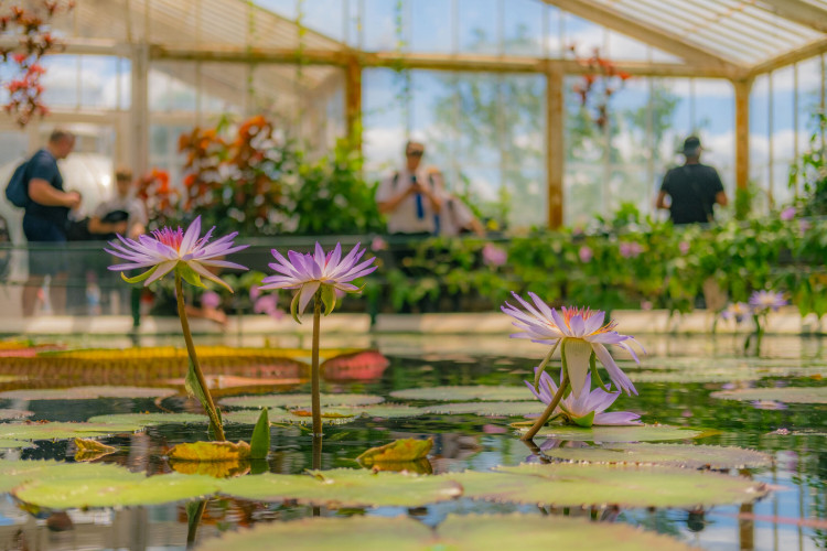 Kew’s historic Palm House and Waterlily House are set for urgent renovation as part of a £60m conservation project (credit: Sebastian Kettley/RBG Kew).
